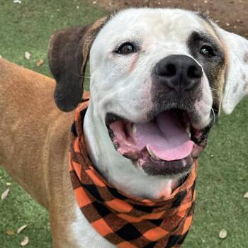 American Staffordshire Terrier Dogs Available for Adoption - Eugene | PetCurious