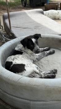 Mixed Breed Dogs Available for Adoption in Brookshire, Texas - Mesa | PetCurious