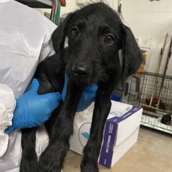 Terrier Dogs Available for Adoption in Edinburg, Texas - Fresier | PetCurious