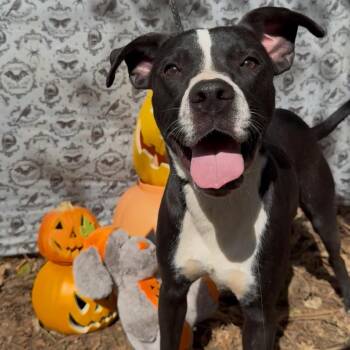 Pierce -  Mixed Breed Dog for Adoption in Riverwoods, Illinois - Pierce | PetCurious