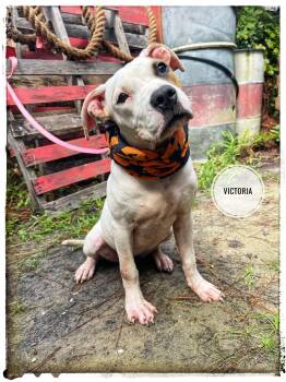 Victoria -  American Bulldog Dog for Adoption in Sebring, Florida - Victoria | PetCurious