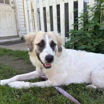 Zila -  Great Pyrenees and Anatolian Shepherd Dog for Adoption in Fenton, Michigan - Zila | PetCurious