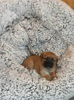 Belgian Shepherd Malinois and Labrador Retriever Dogs Available for Adoption in Jurupa Valley, California - Carrot | PetCurious