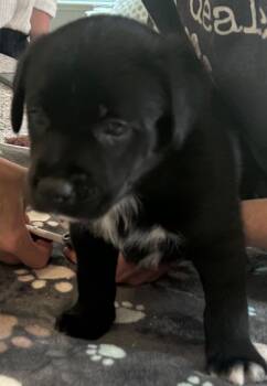 Labrador Retriever and Mixed Breed Dogs Available for Adoption in St. Augustine, Florida - Mr. Pink | PetCurious