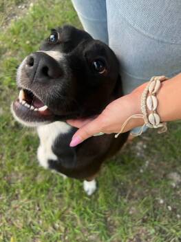 Rescue Chocolate Labrador Retriever Dogs for Adoption in Clinton, North Carolina - King | PetCurious