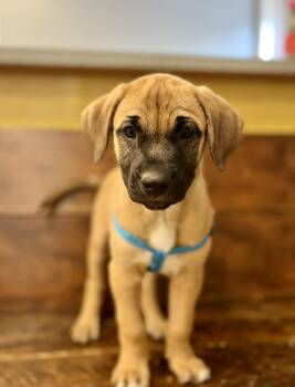 Belgian Shepherd Malinois and Mastiff Dogs Available for Adoption in Gulfport, Mississippi - Apollo | PetCurious