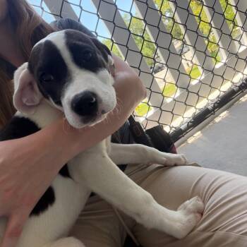 Hound and Mixed Breed Dogs Available for Adoption in Clearwater, Florida - Magic | PetCurious