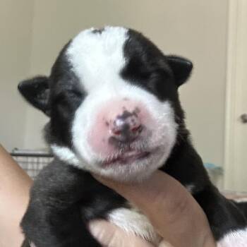 Mia -  Pit Bull Terrier and Mixed Breed Dog for Adoption in Sacramento, California - Mia | PetCurious