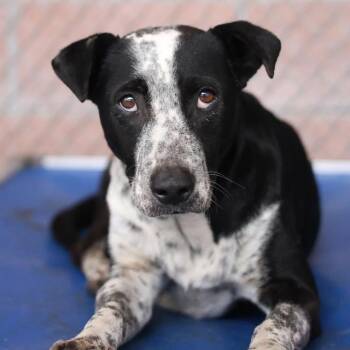 Rescue American Staffordshire Terrier Dogs for Adoption in San Antonio, Texas - CICI | PetCurious