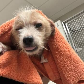 Snuggles -  Terrier Dog for Adoption in Bristol, Indiana - Snuggles | PetCurious