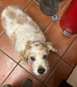 Rescue Cockapoo Dogs for Adoption in Boca Raton, Florida - Ben | PetCurious