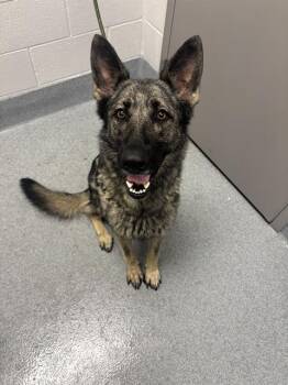 PARIS -  German Shepherd Dog Dog for Adoption in Indianapolis, Indiana - PARIS | PetCurious