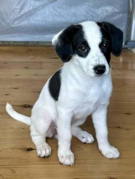 Mixed Breed Dogs Available for Adoption in Milton, Delaware - Phoenix | PetCurious