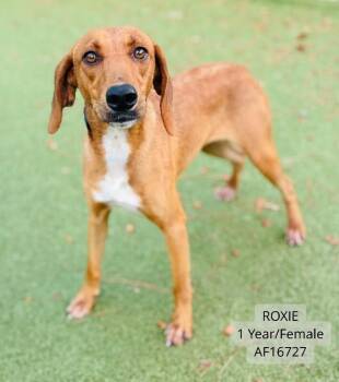 Roxie -  Labrador Retriever and Treeing Walker Coonhound Dog for Adoption - Roxie | PetCurious
