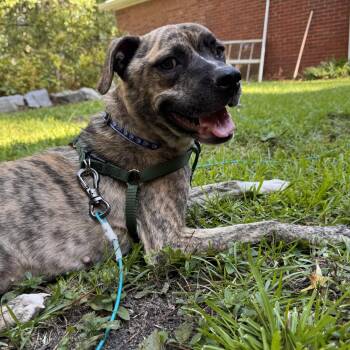 Bae -  Pit Bull Terrier Dog for Adoption in Columbia, South Carolina - Bae | PetCurious