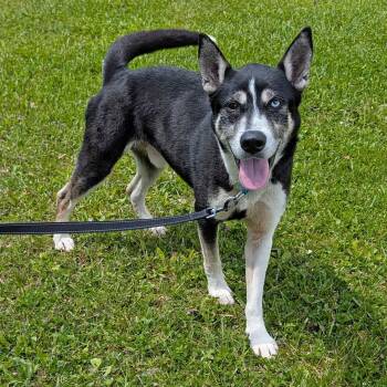 Husky and Hound Dogs Available for Adoption in Accident, Maryland - Pinto | PetCurious