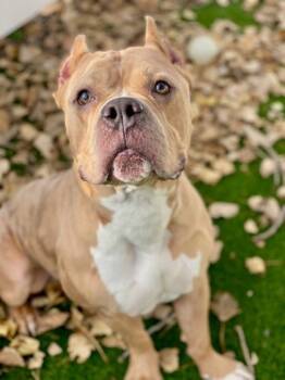 Rescue Mixed Breed Dogs for Adoption in Munster, Indiana - Humvee | PetCurious
