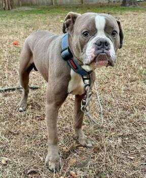 Mixed Breed Dogs Available for Adoption - Bob Barker | PetCurious