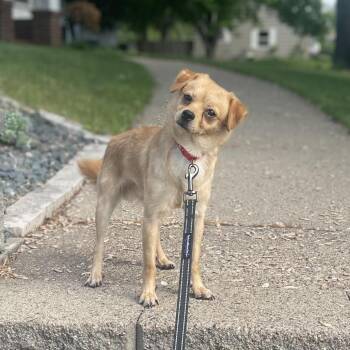Chihuahua and Mixed Breed Dogs Available for Adoption in Minnetonka, Minnesota - Shadow D69402 | PetCurious