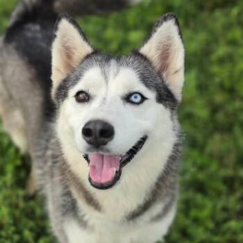 Husky Dogs Available for Adoption in Austin, Texas - Flair JuM | PetCurious