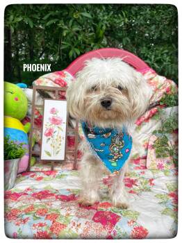 Maltese Dogs Available for Adoption in Sebring, Florida - Phoenix | PetCurious