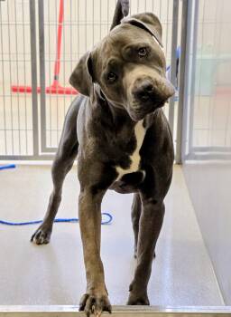 Cane Corso Dogs Available for Adoption in Lindenhurst, New York - 26-208 Roko | PetCurious