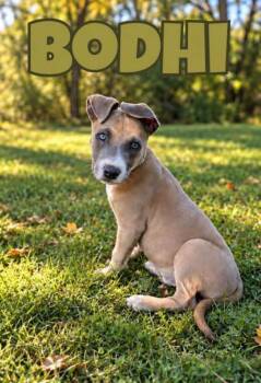 Bodhi -  Mixed Breed Dog for Adoption in Lexington, Kentucky - Bodhi | PetCurious