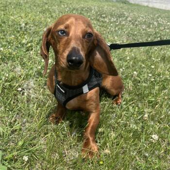 Blue -  Miniature Dachshund Dog for Adoption in Crookston, Minnesota - Blue | PetCurious