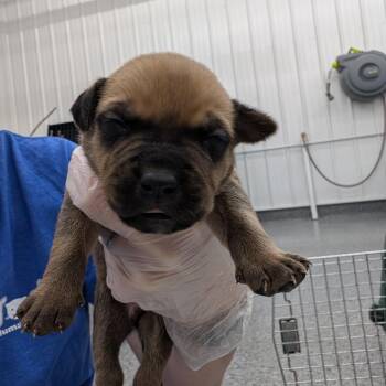 Jolly Olly Orange -  Mixed Breed Dog for Adoption in Dekalb, Illinois - Jolly Olly Orange | PetCurious