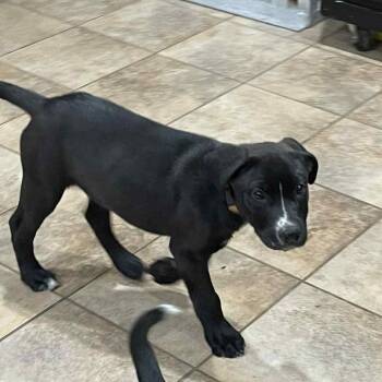 Rescue Shepherd and Pit Bull Terrier Dogs for Adoption in Austin, Texas - Koda Bear CMc | PetCurious