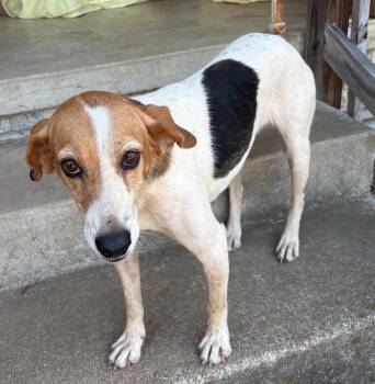 Harriet -  Beagle and Mixed Breed Dog for Adoption in Zimmerman, Minnesota - Harriet | PetCurious