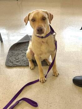 Yellow Labrador Retriever Dogs Available for Adoption in Semmes, Alabama - Doobie | PetCurious