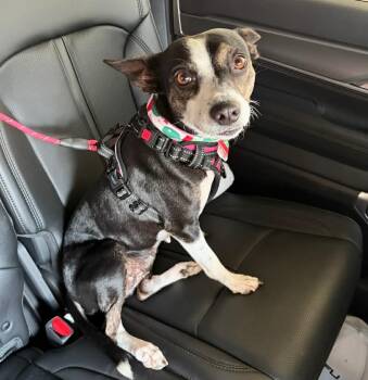 Rat Terrier Dogs Available for Adoption in Longview, Texas - Jodi | PetCurious