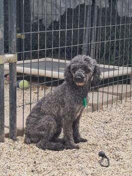 Ash -  Poodle Dog for Adoption in Mukwonago, Wisconsin - Ash | PetCurious