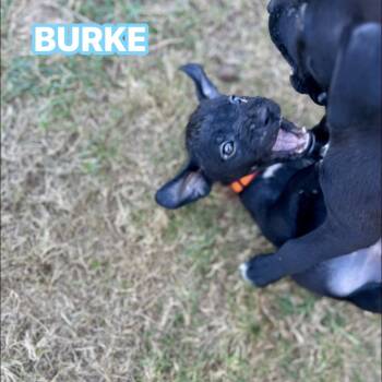 Rescue Labrador Retriever Dogs for Adoption in San Antonio, Texas - Burke | PetCurious