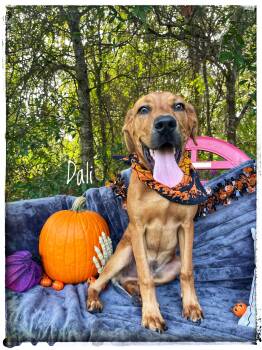 Dali -  Redbone Coonhound and Black Mouth Cur Dog for Adoption in Sebring, Florida - Dali | PetCurious