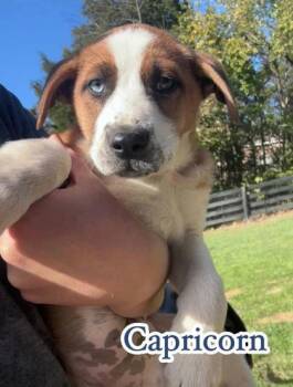 Rescue Mixed Breed Dogs for Adoption in Louisville, Kentucky - Capricorn | PetCurious