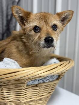 Susie -  Norwich Terrier and Cairn Terrier Dog for Adoption in Lancaster, Ohio - Susie | PetCurious