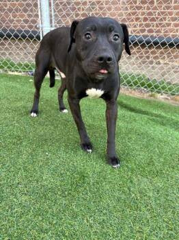 Terrier and American Dogs Available for Adoption - Alvin | PetCurious