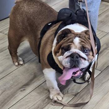 English Bulldog Dogs Available for Adoption - Bambina | PetCurious