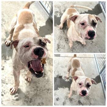 Rescue Pit Bull Terrier Dogs for Adoption in Dublin, Virginia - Sanji | PetCurious