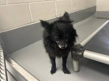 A385347 -  Chihuahua and Mixed Breed Dog for Adoption in Ocala, Florida - A385347 | PetCurious