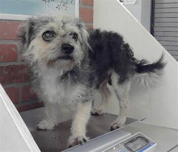 Cairn Terrier and Mixed Breed Dogs Available for Adoption in Houston, Texas - MORRICO | PetCurious