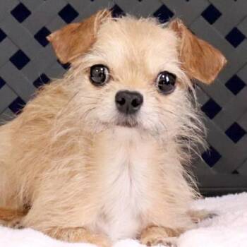 Max -  Chihuahua Dog for Adoption in Midland, Texas - Max | PetCurious