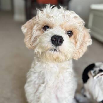 Dougie -  Miniature Poodle and Cavalier King Charles Spaniel Dog for Adoption in Lewisville, Texas - Dougie | PetCurious