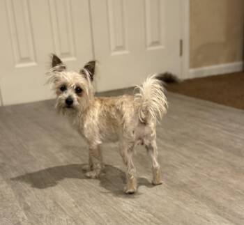 Yorkshire Terrier Dogs Available for Adoption - CeCe | PetCurious