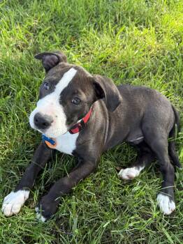Pit Bull Terrier Dogs Available for Adoption in Lincoln, California - Hank | PetCurious
