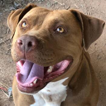 Pit Bull Terrier Dogs Available for Adoption - Honey | PetCurious