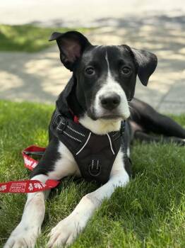 Camilla -  Labrador Retriever Dog for Adoption - Camilla | PetCurious