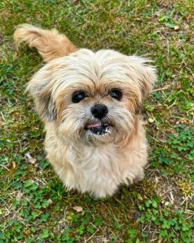 Goldie -  Shih Tzu Dog for Adoption in Redondo Beach, California - Goldie | PetCurious